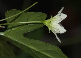 Image result for Diplocyclos tenuis