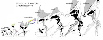 Image result for Sinopteridaceae