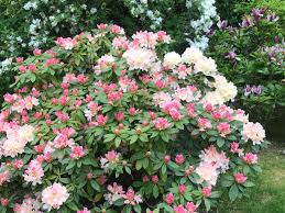 Rhododendron Golden Torch Plants Rhododendron Garden