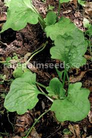 Image result for Plantago palmata