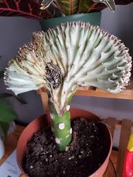 A globe maximizes volume while minimizing surface area. Why Does My Coral Cactus Have A Black Spot On It That Part Also Seems Floppy And Soft Compared To The Rest Of The Plant Gardening
