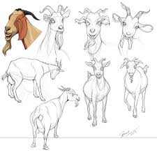 Goat Drawing Goat Art Animal Sketches Sketches