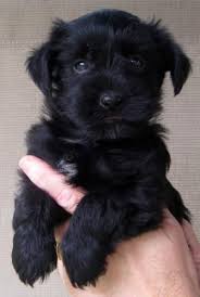 Black And White Yorkie Poo Puppies For Sale Severus Black Yorkie Poo Yorkie Poo Yorkie