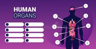 These external organs include the penis, scrotum . Human Body Structure Infographic Poster With Male Internal Organs Icons Anatomy System Board Portrait Horizontal Stock Vector Illustration Of Horizontal Brain 173460463