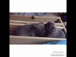 Swimmer Puppy Syndrome Treatment Easy Fix Youtube