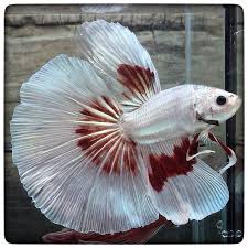 Displaying 1 to 10 of 500 alternatives to aquabid. Bred By 3636bettaberry Sold For 30 On Aquabid Betta Betta Fish Halfmoon Betta