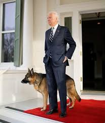 Major is the first shelter dog to have lived in the white house. Champ And Major Meet The Four Legged Members Of Us President Elect Joe Biden S Family The New Indian Express