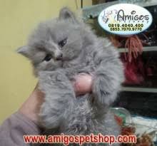 Kaki persia juga lebih pendek dan besar. Kucing Persia Flat Amigos Petshop Makassar