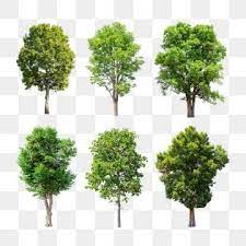 Tree Png Images Download 84000 Tree Png Resources With Transparent Background Page 2 Tree Psd Watercolor Tree Tropical Tree