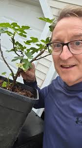 Our delicious figs from the garden today in Essex.