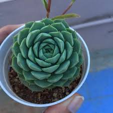 Image result for Asystasia glandulosa