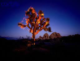 Submitted 4 months ago by redlac1000. Pin By Shonny Bonn On Hi Dez Boho Chic Cool Christmas Trees Christmas Deserts California Desert