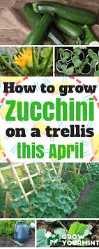 Check spelling or type a new query. Up Up And Away How To Grow Zucchini On A Trellis Weekend Gardener Growing Zucchini Zucchini Plants Grow Zucchini