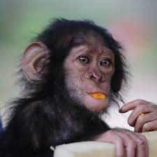 Día mundial del chimpancé