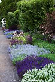 Perennial Border With Low Flowering Sages Salvia Nemerosa And Catmint Plants Garden Garden Inspiration