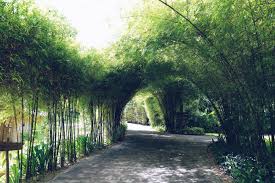 The end result is an edger that resembles a bamboo fence. The Bamboo Garden Linkedin