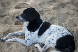Black And White Pointer Dog Black And White Dog Animal Photos Animals Dogs Black And White Dog