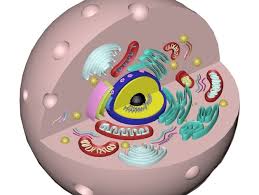 Hello All Today I Am Uploading An Animal Cell 3d Model This Model Contains 1 Endoplasmic Reticulum 2 Gol Celula Eucariota Celula Eucariota Maqueta Celulas