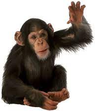 Singe Png Recherche Google Monkey Face Monkey Animals
