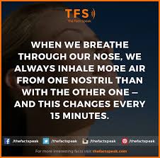 When We Breathe Through Our Nose We Always Inhale More Air From One Nostril Than With The Other One And This Changes Every 15 Minutes B Facts Inhaler Nose