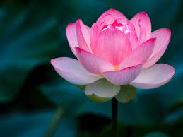 Maybe you would like to learn more about one of these? Importance Of The Lotus Flower In Chinese Culture