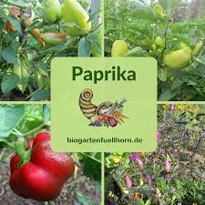 Reife Paprika Ernten Biogarten Fullhorn Biogarten Pflanzen Pflege Garten
