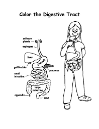 Human body coloring pages for preschool human body coloring pages ideas for preschool, kindergarten and kids. The Digestive Tract Of Human Body Coloring Pages Coloring Sky