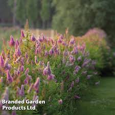 Image result for Spiraea billardii