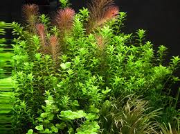 Image result for Rotala gossweileri
