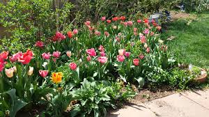Find your perfect local teacher now. Tulips Care 9 Tips For Growing Tulips In The Spring In Colorado