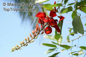 Image result for Erythrina fusca