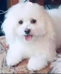 Any nightlife/ dancing near Falmouth or nearby? Tia