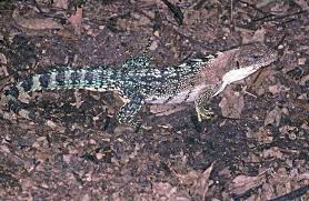 Club Tail Iguana Ctenosaura Quinquecarinata Reptiles Reptile Snakes Iguana