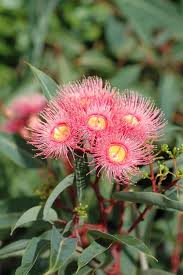 A guide for what flowers are in season in melbourne & when. Flowering Gums