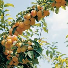Prune Mirabelle De Nancy Arbre Fruitier Fruitier Mirabelle De Nancy