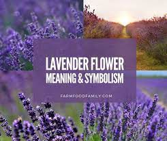 Purple flowers meaning in bible. Lavender Flower Colors Meaning And Symbolism Beautiful Versatile Herb