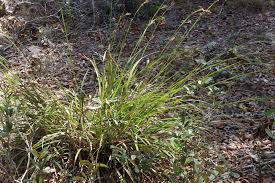 Image result for Agrostis quinqueseta