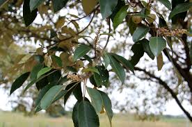 Image result for Croton megalocarpus