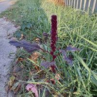 Image result for Amaranthus praetermissus