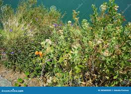 Image result for Pluchea dioscoridis