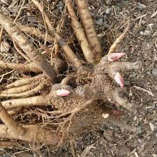 Beim umpflanzen im sommer müssen sie darauf achten, dass die frisch. Pfingstrosen Teilen Und Umpflanzen Manufactum Gartenjahr