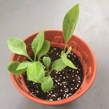 Go pure or choose from 18. Longevity Spinach Sambung Nyawa Daun Dewa Gynura Procumbens Gardening On Carousell