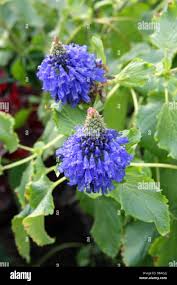 Image result for Pycnostachys