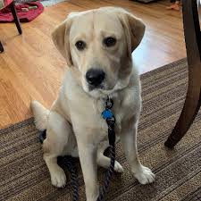 Blue, a south jersey labrador retriever dog was adopted! Adopt A Labrador Retriever Puppy Near New York Ny Get Your Pet