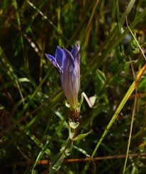 Image result for Microglossa densiflora