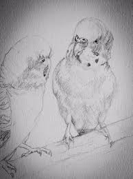 Beyond 100 Budgies Budgies Parrot Art Drawing Lucywilson Www Lucywilson Artist Com Parrots Art Bird Drawings Bird Art
