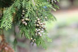 Image result for Cupressus funebris
