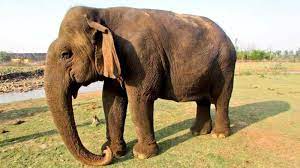 Asia's oldest elephant Vatsala dies at 100 at MP's Panna Tiger Reserve | Latest News India