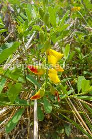 Image result for Crotalaria oocarpa