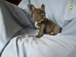 Find a great maryland dog breeder at dogbreederdirectory.com. Maurice French Bulldog Puppy For Sale In New Windsor Md Happy Valentines Day Happyvalentinesday2016i